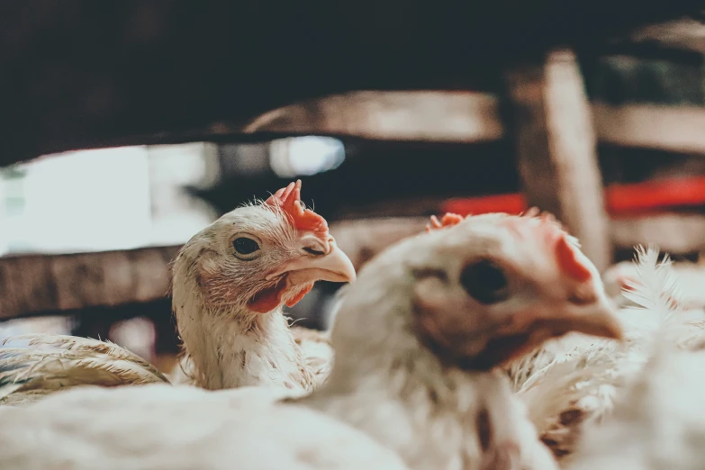 several chickens inside of a coop next to each other