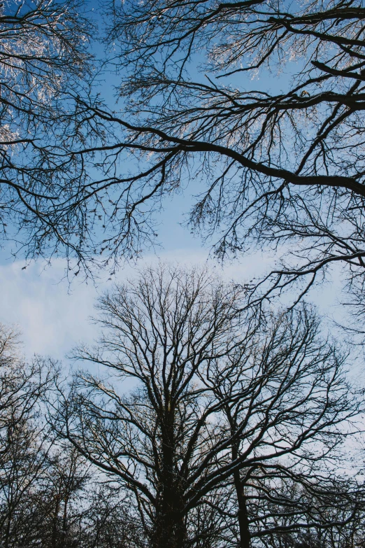 several nches against a blue sky and some trees