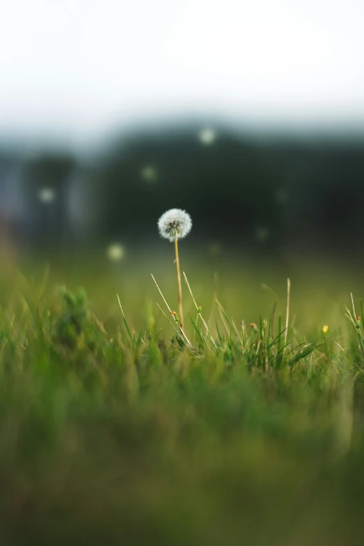 a dandelion with blurry pograph taken in a field