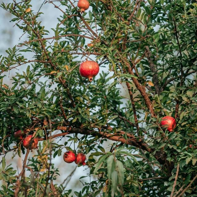 an apple tree has many ripe red fruit hanging from it