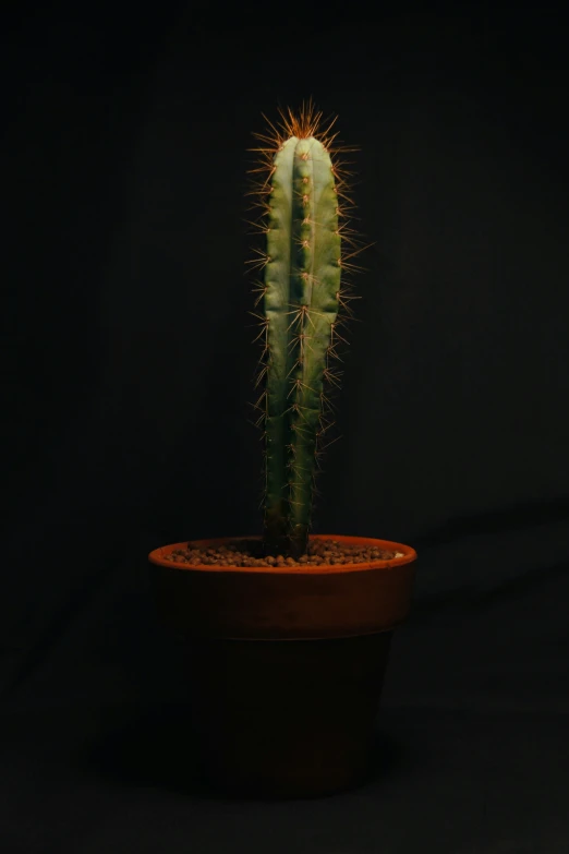 the single cactus is standing upright in the pot