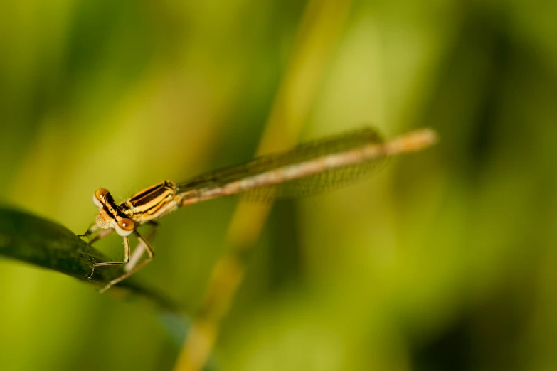 a bug on the end of a stick in green grass