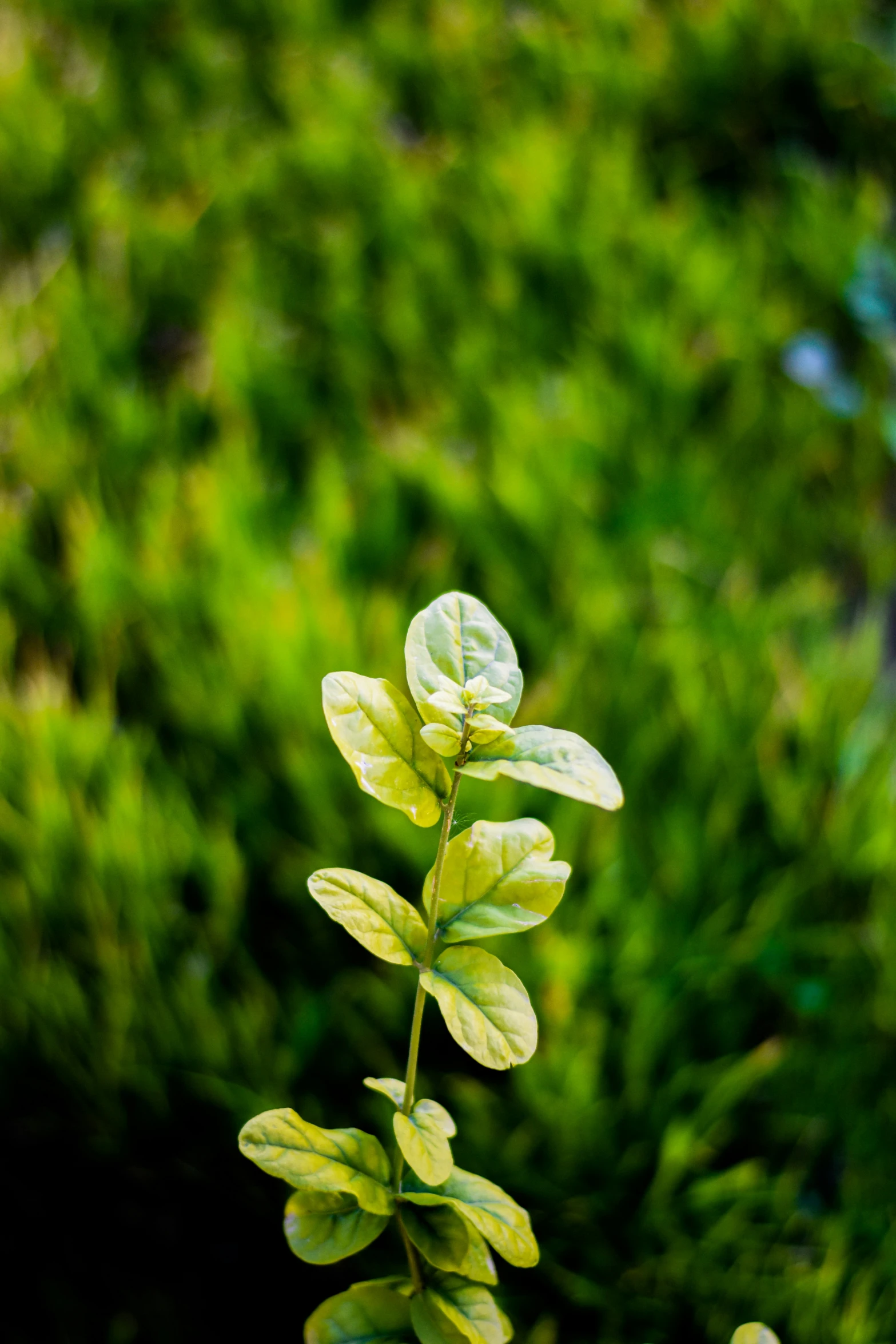 closeup of small green plant on blurred background