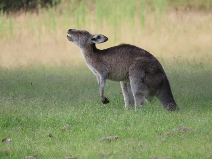 a large brown kangaroo standing on top of a grass covered field