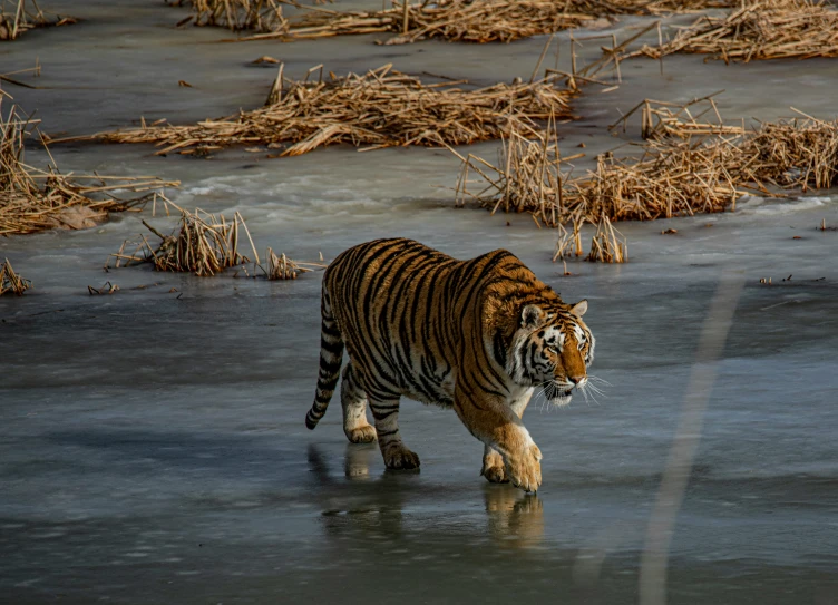 a tiger running across a body of water