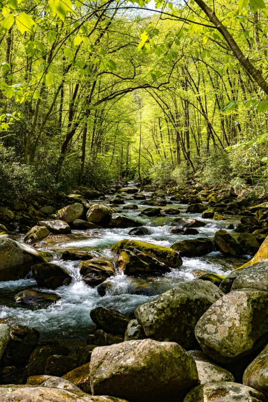 a stream in the middle of a forest filled with rocks and greenery