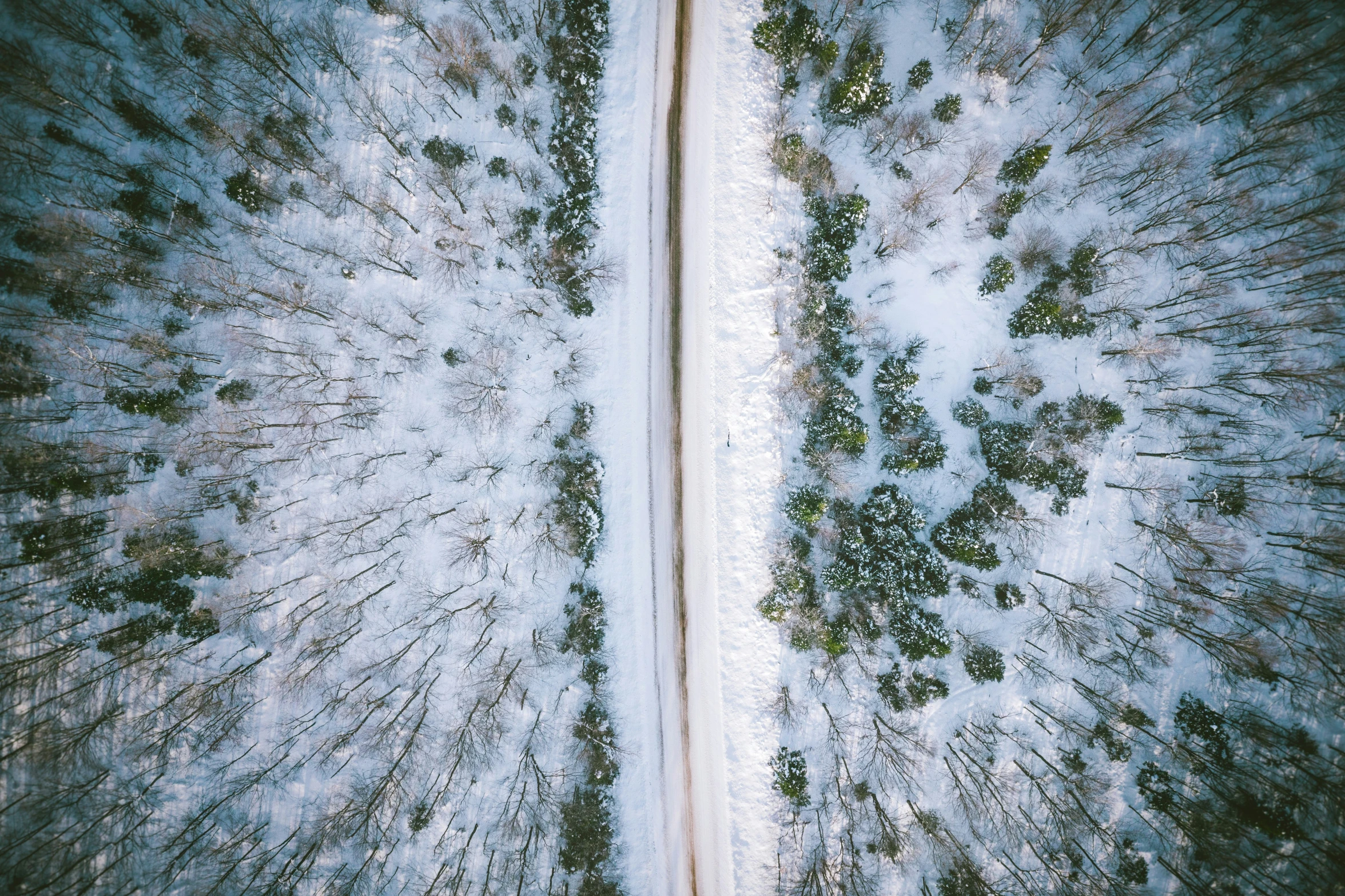 aerial view of snow and trees from above