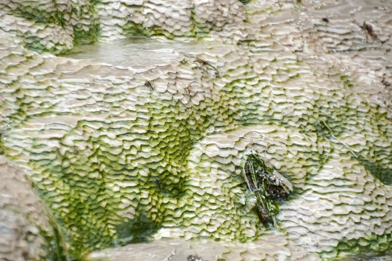 closeup po of leaves and rock formations