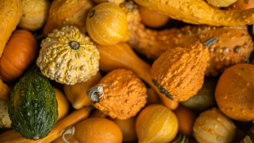 orange, green and yellow squash and gourds for sale