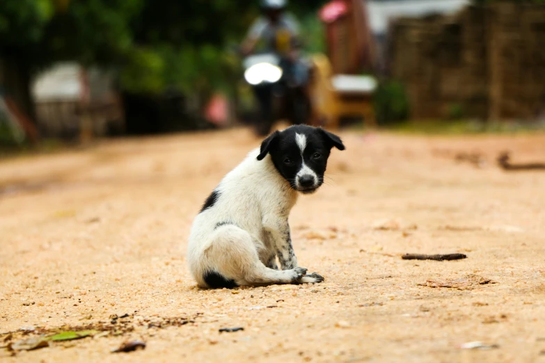 a black and white dog is on a dirt road