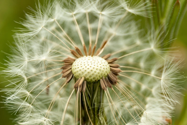 a close up po of a dandelion plant
