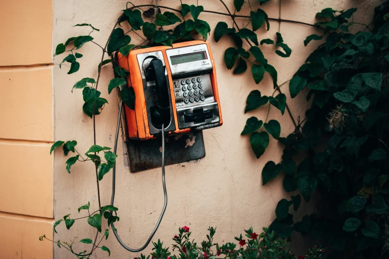 an orange phone hangs on the wall in front of ivy