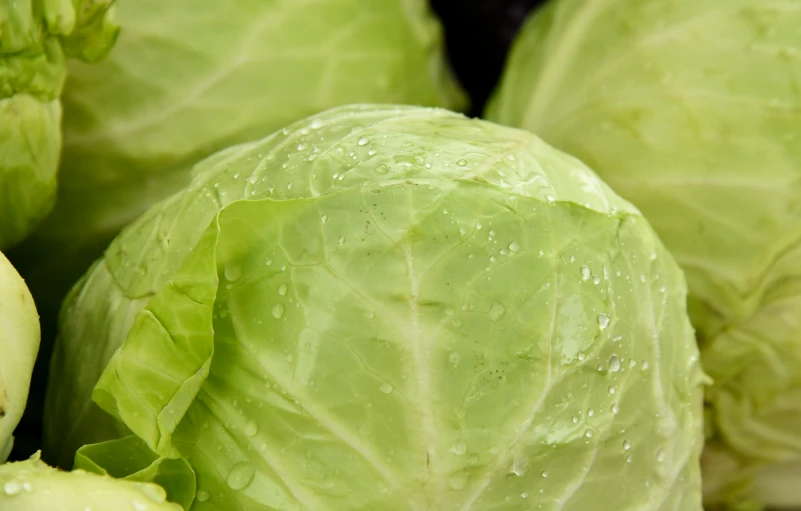 close up of green cabbage with drops of water