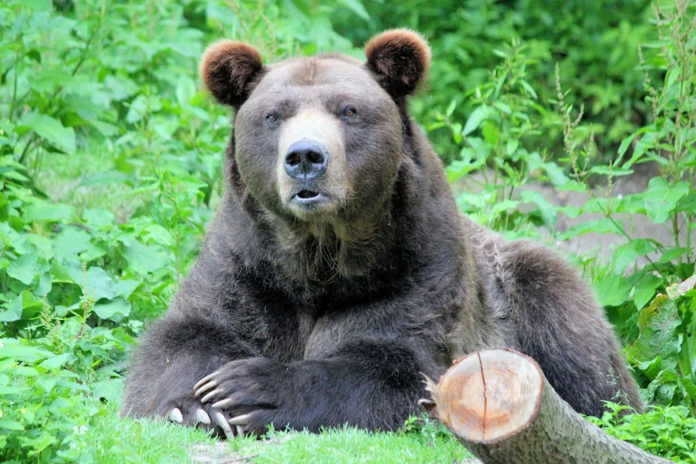 a brown bear with it's feet up next to a log