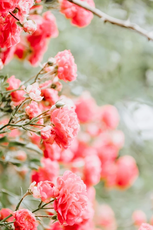 the pink flowers are blooming all around the trees