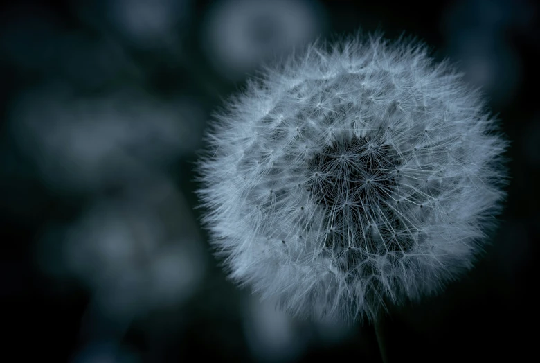 a dandelion flower head standing alone in a blurry po