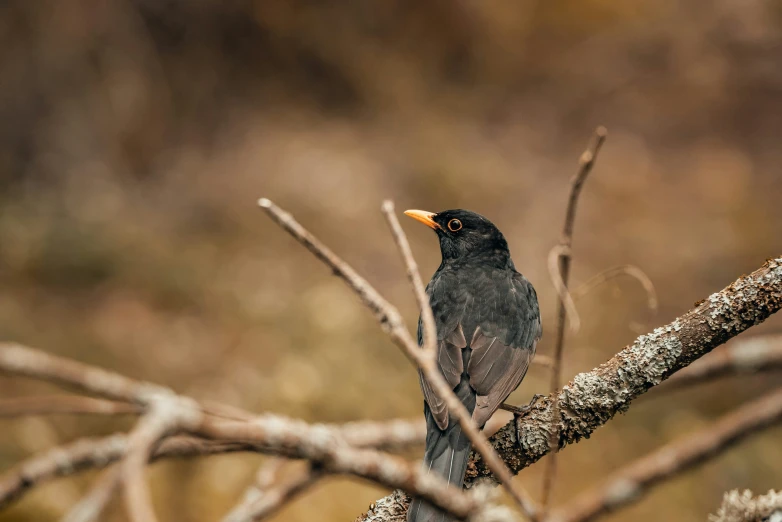 a small black bird perched on a tree nch