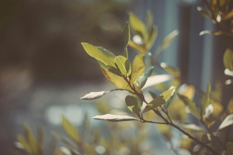 green leaves hang from the stem of a tree