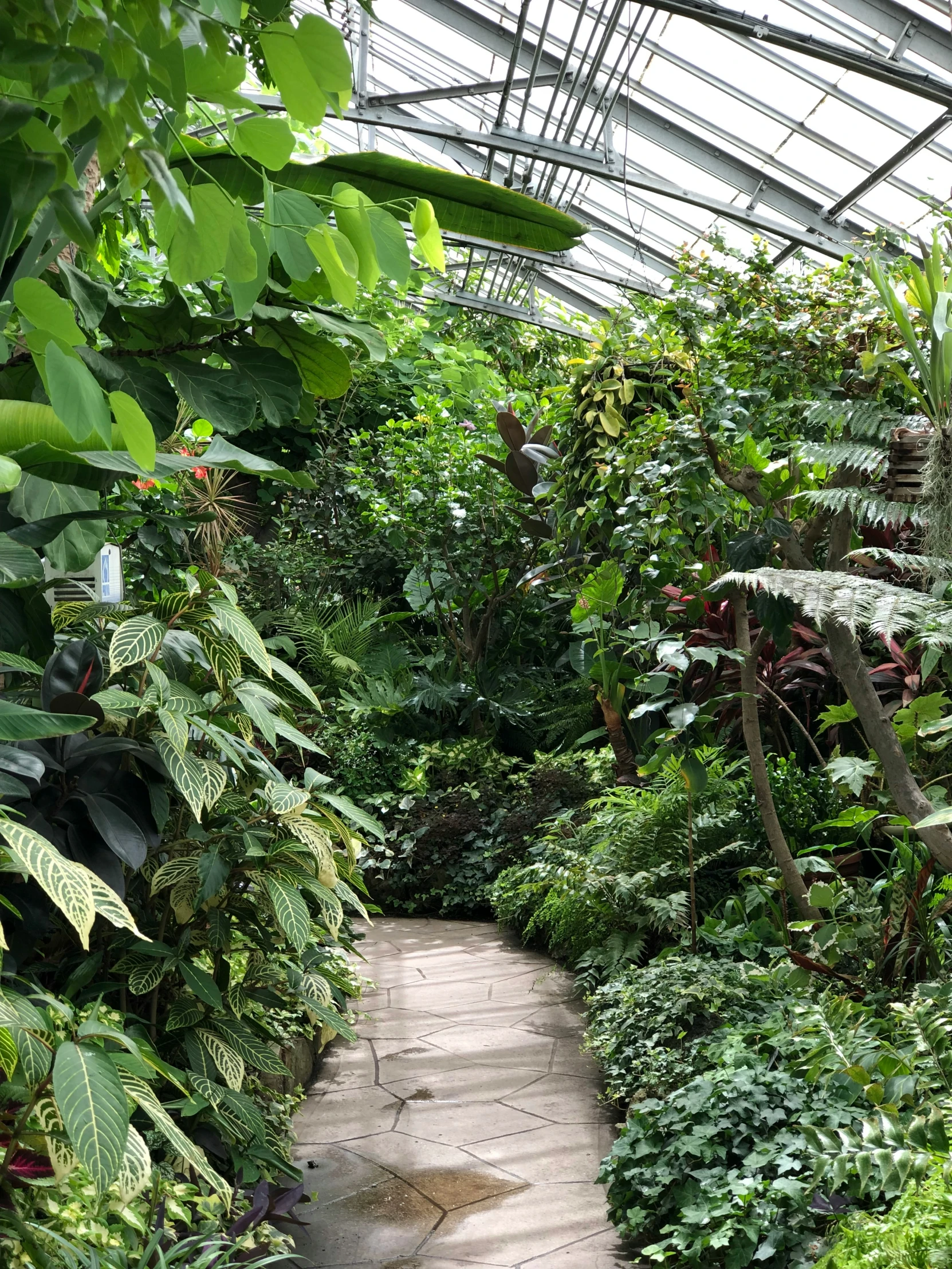 a path in a very green forest covered with many plants