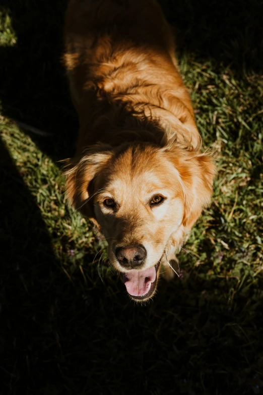 a dog that is sitting in the grass