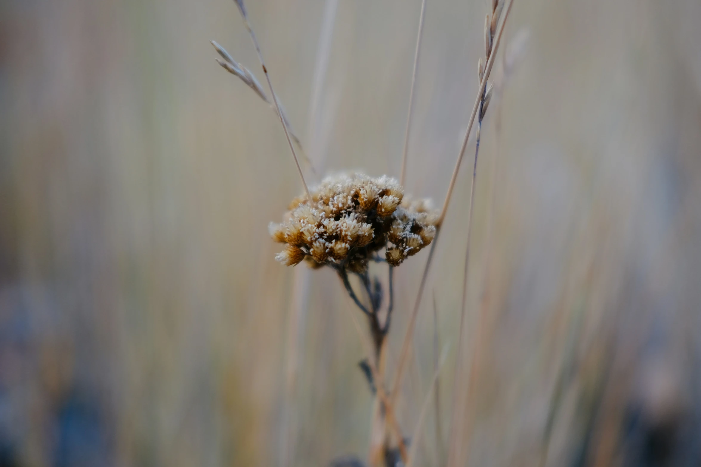the small, fluffy flowers are in a dried field