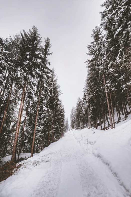 the road leads to some pine trees in the woods