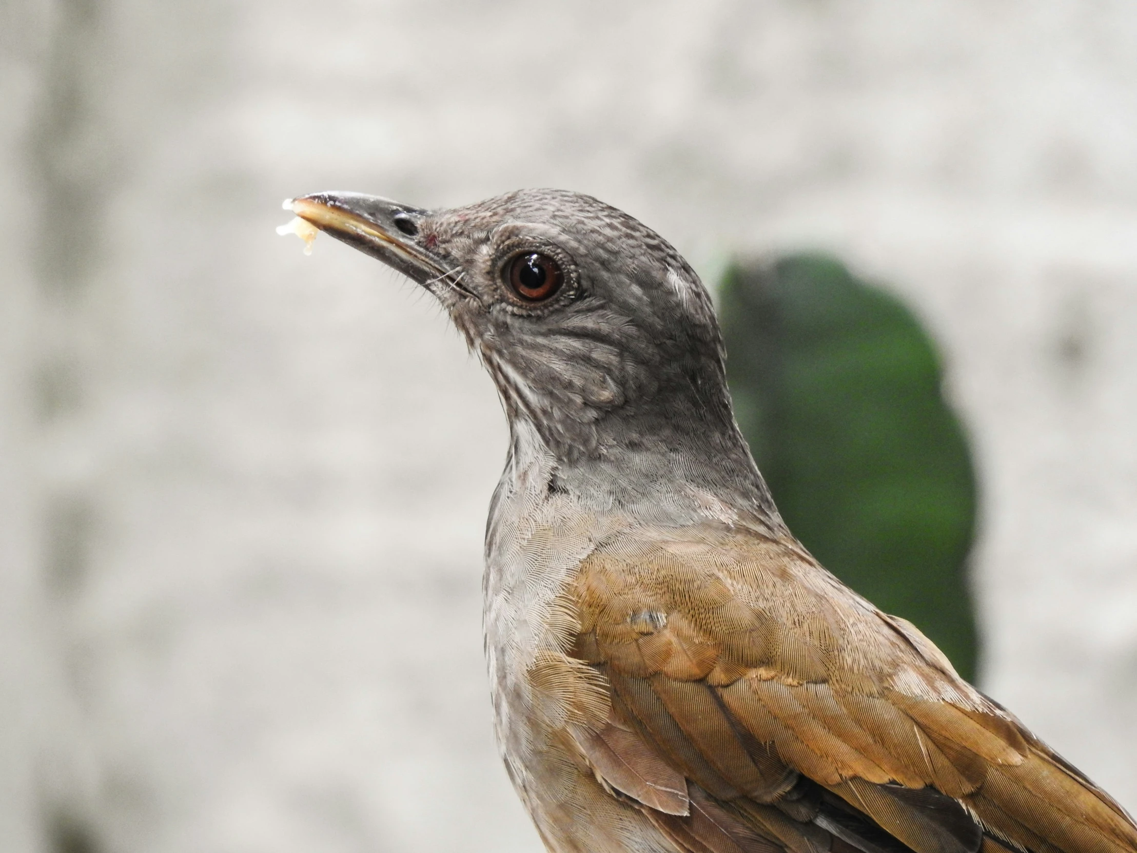 a bird with brown feathers stands in front of a wall