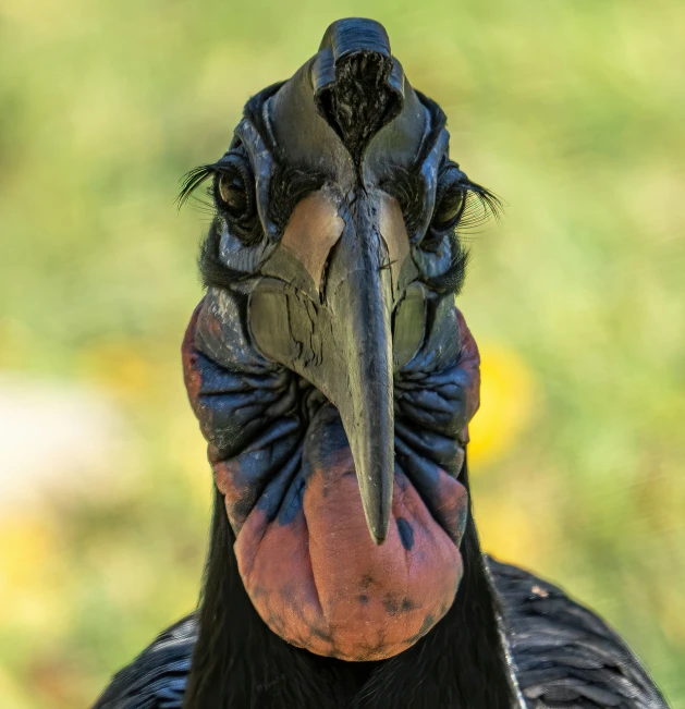 a black bird with blue head and yellow beak