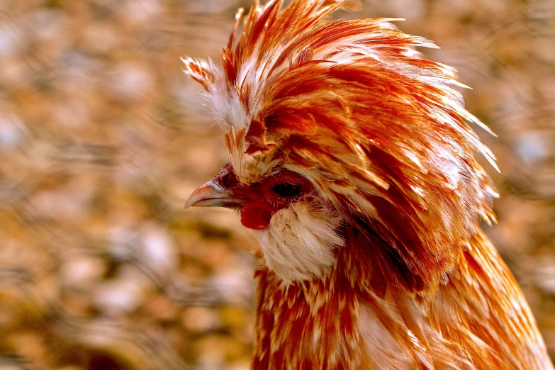 close up image of an extremely colorful, hairy rooster