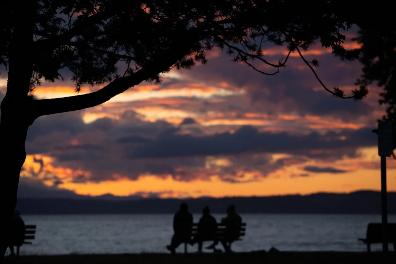 people are sitting on benches under a tree at sunset