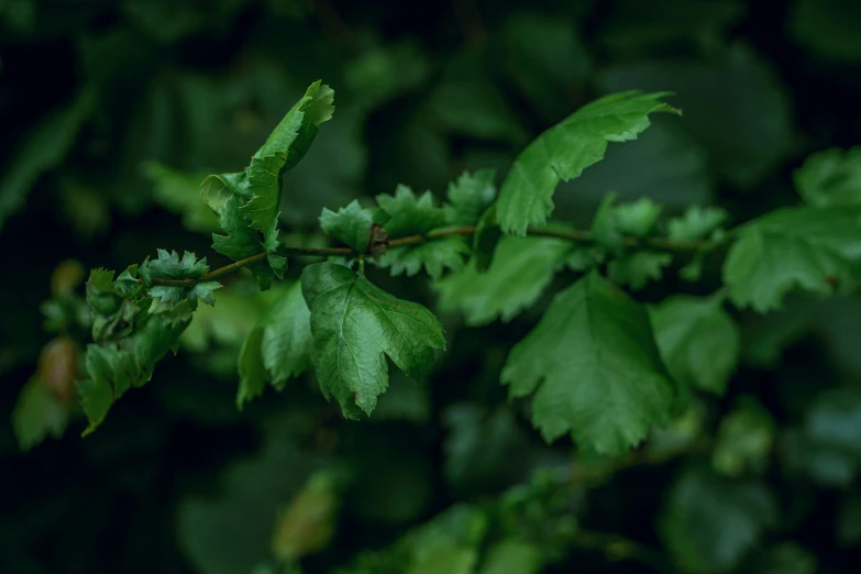 a green leaves and nch on a tree