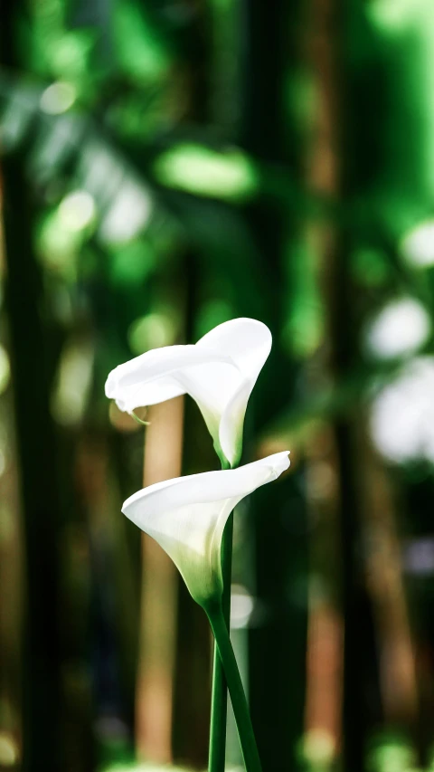 two white flowers stand tall among tall trees