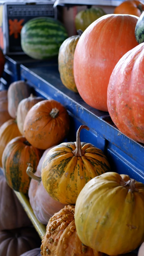 a display case with lots of different pumpkins