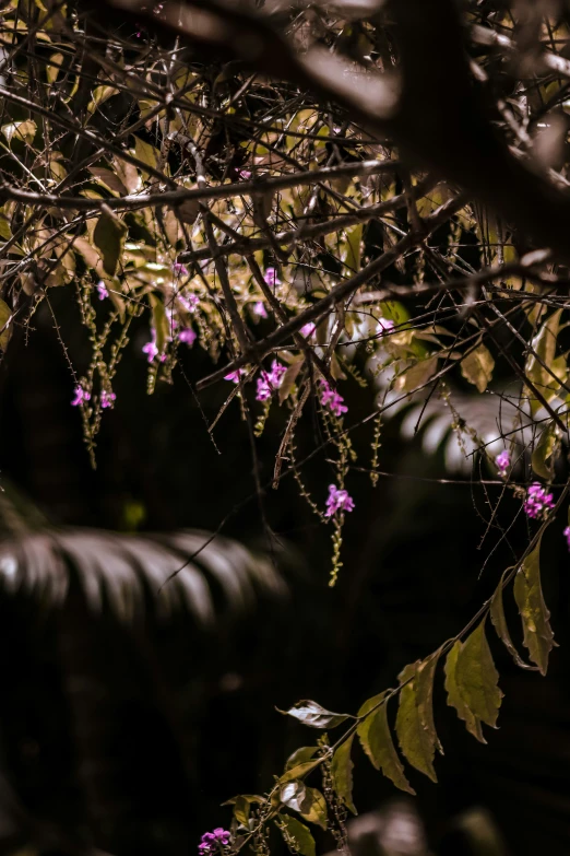 a picture with trees in the background and flowers hanging from nches