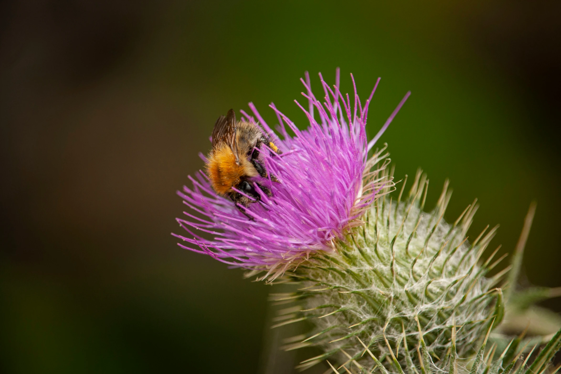 a small brown and yellow bum on top of a purple flower