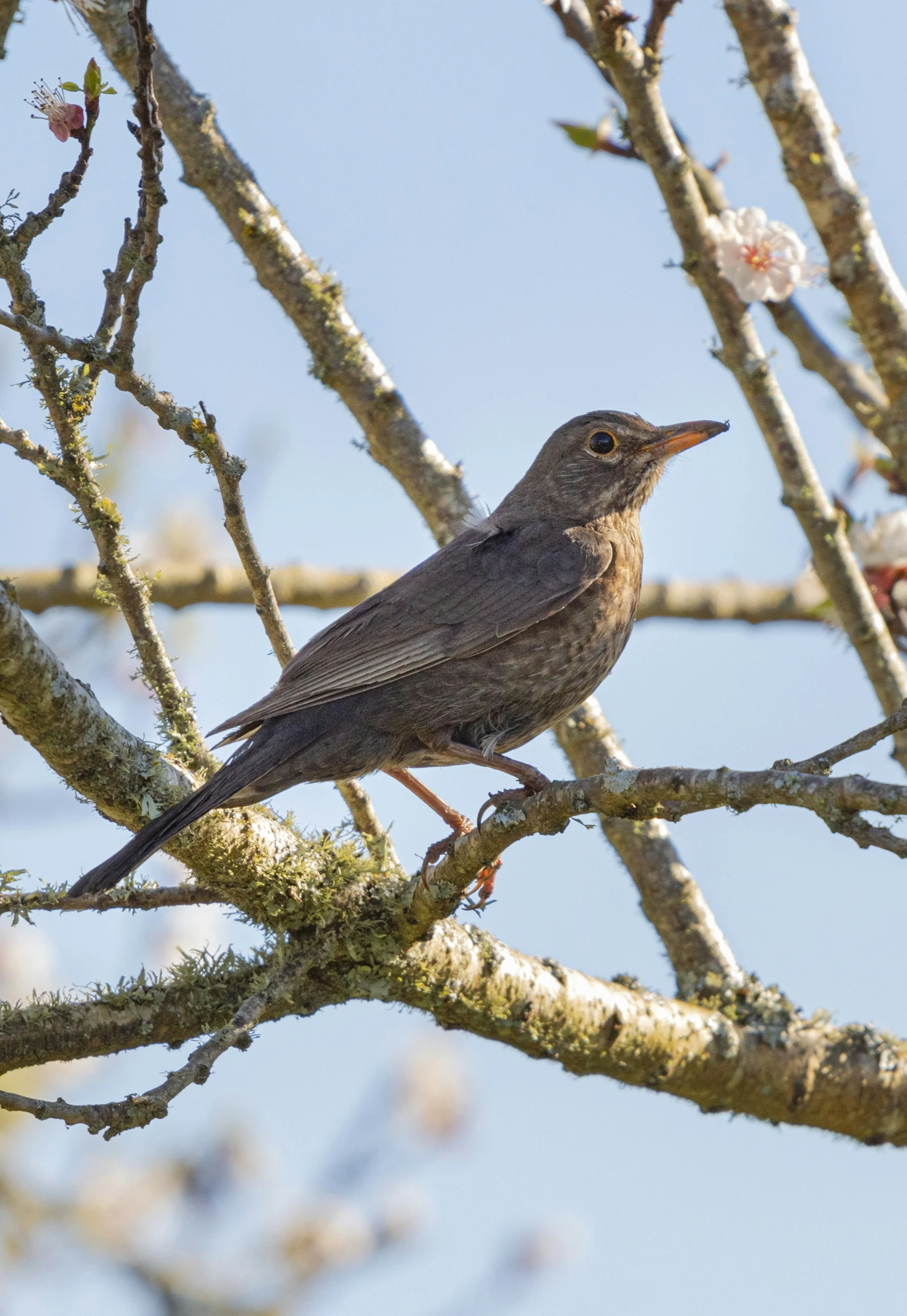 a bird sitting on top of a tree nch