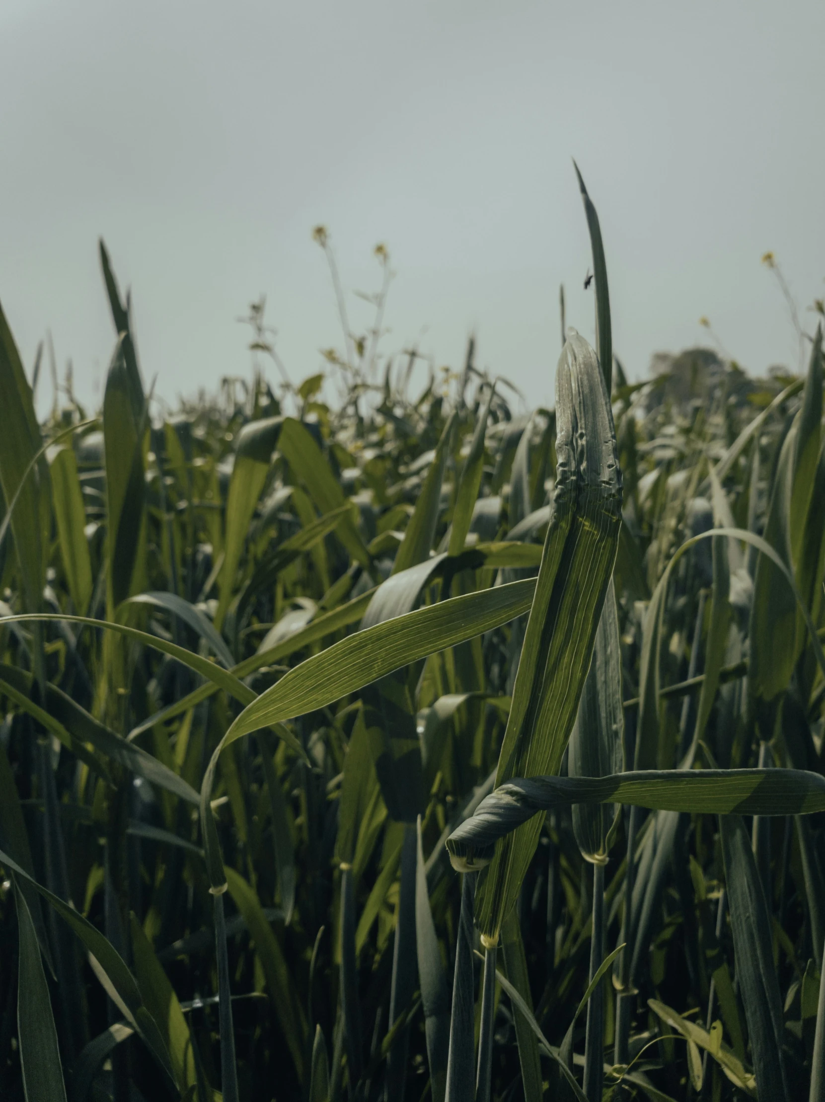 closeup of a large field of corn in full leaf