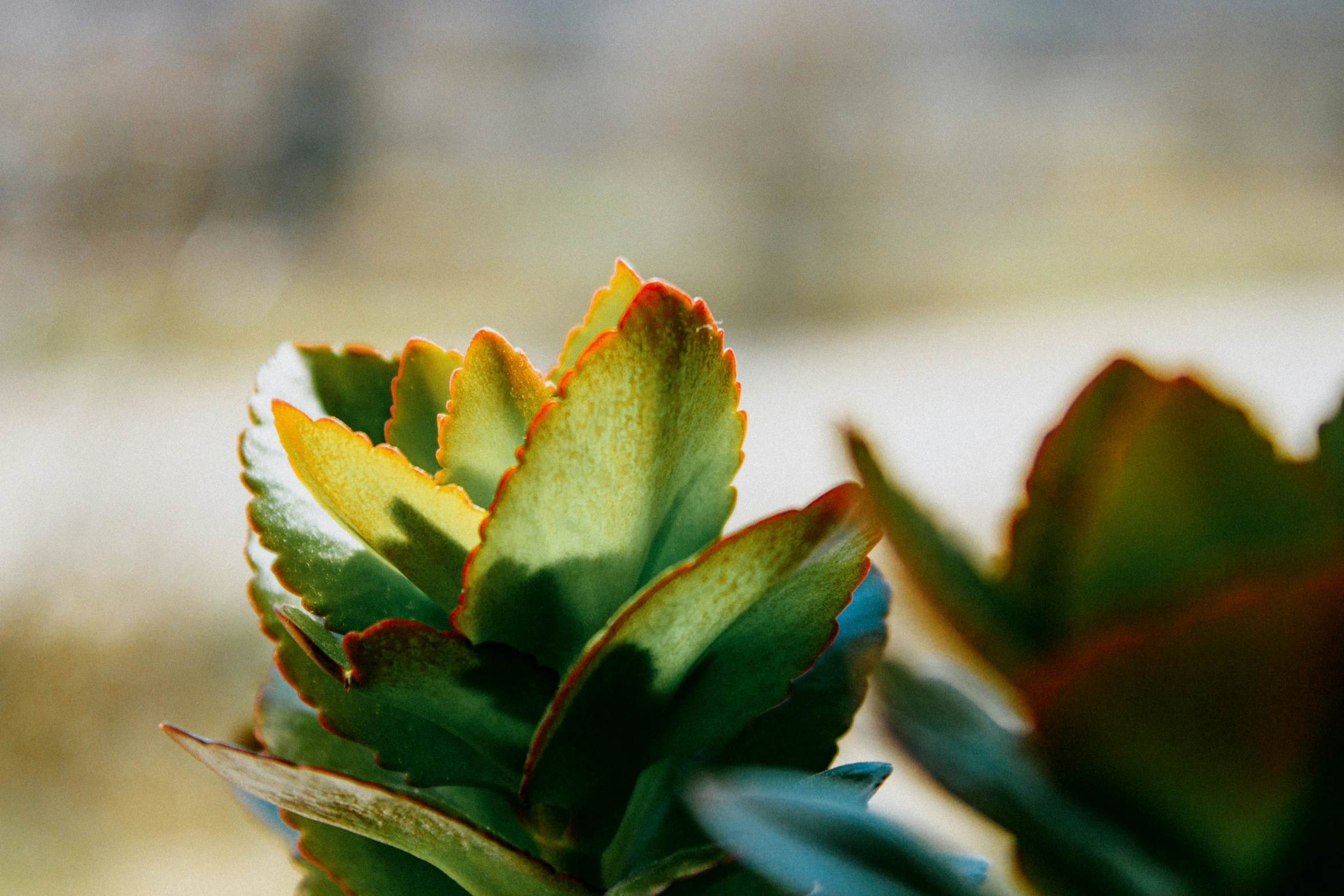 the small green plant with thin leaves looks like soing from a real life