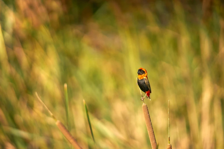 a bird sits on top of a stalk near tall grass