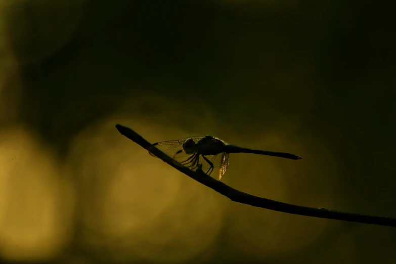 a small, single - eyed bird perches on a twig