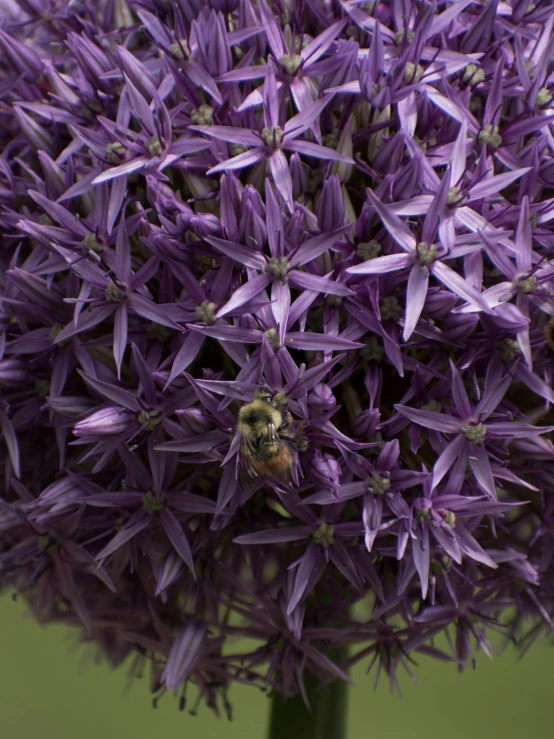 a purple flower with a bee on it