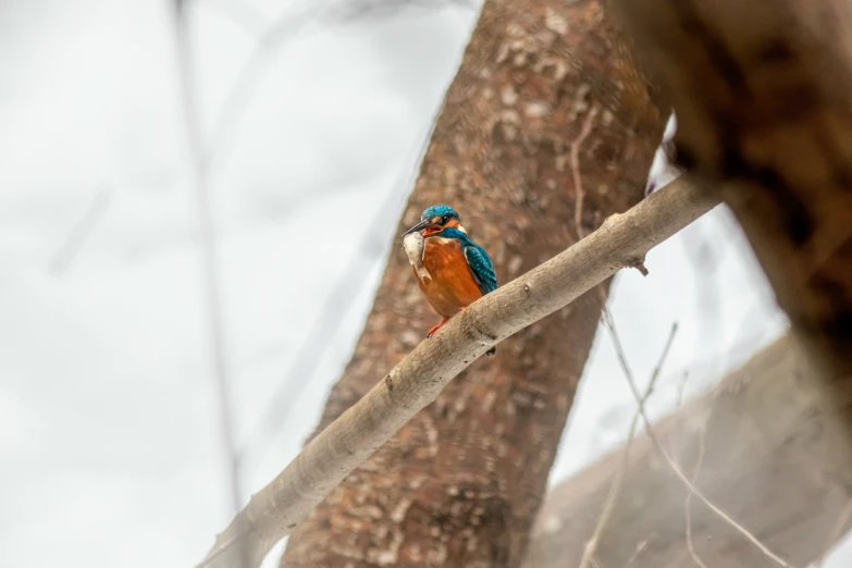 the blue and orange bird is perched on the nch of the tree