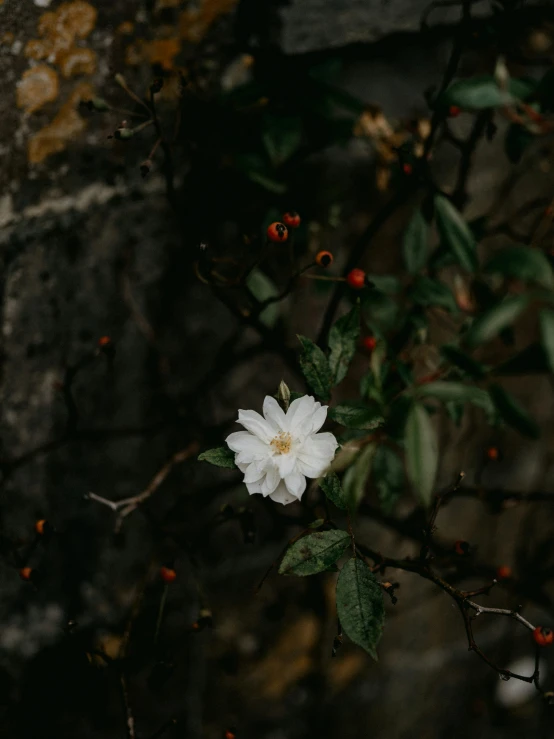 a white flower sitting in front of a stone wall