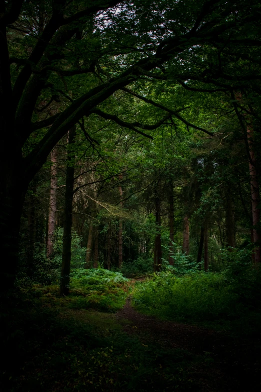 the woods are green and bright at night