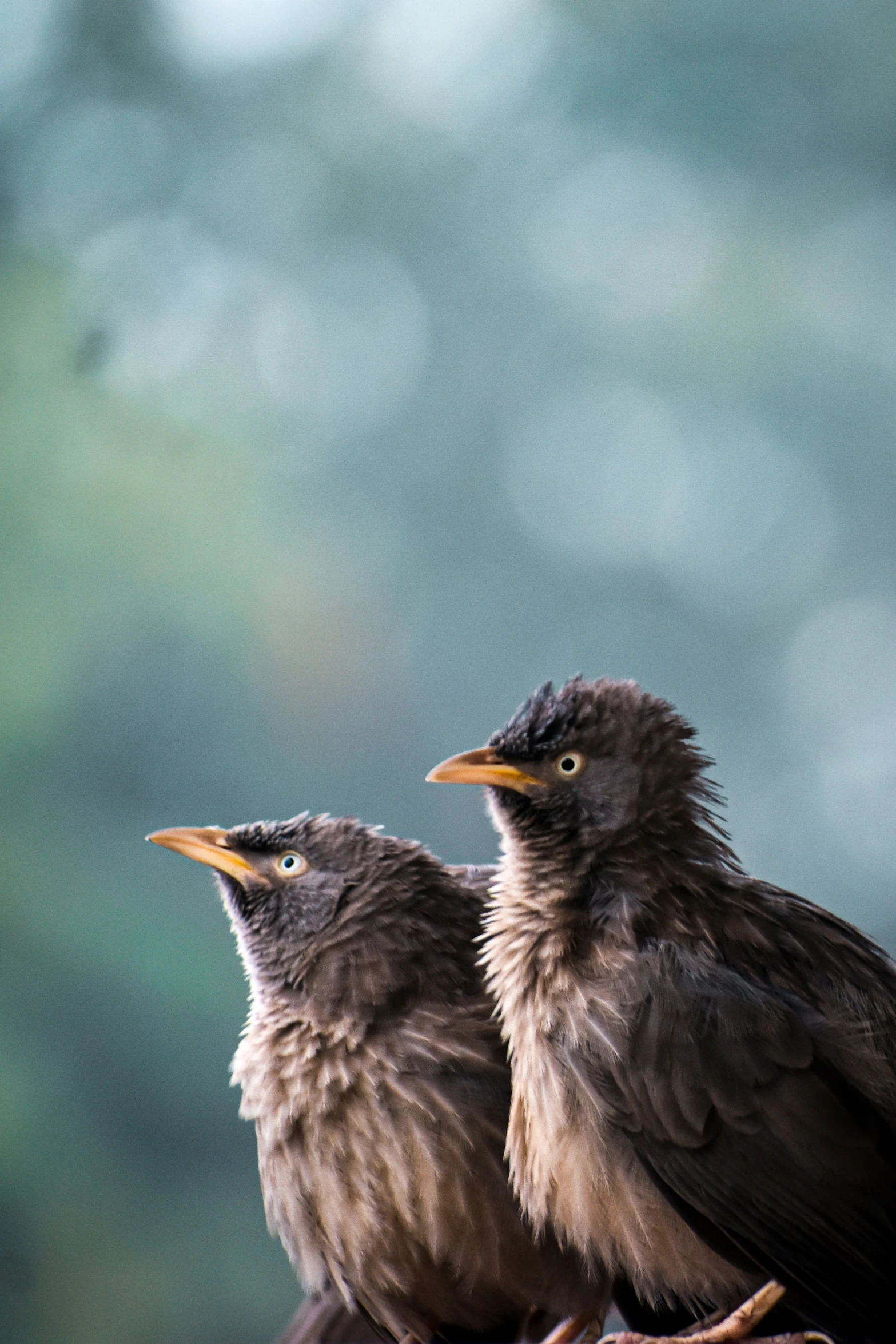 two little birds standing next to each other on top of a roof