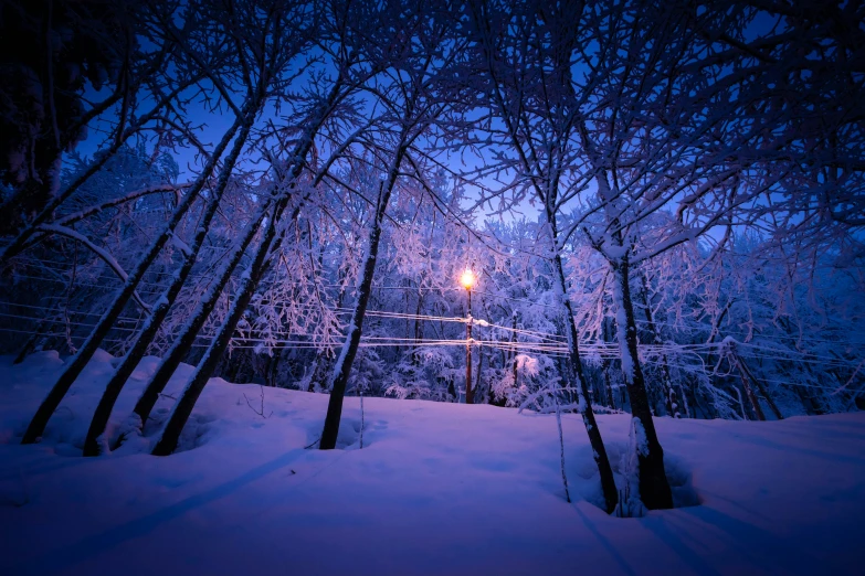 the trees are covered with deep snow on the other side of the street