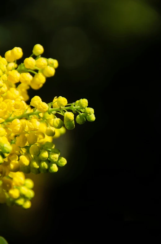 yellow flowers blooming in the sun on a bush