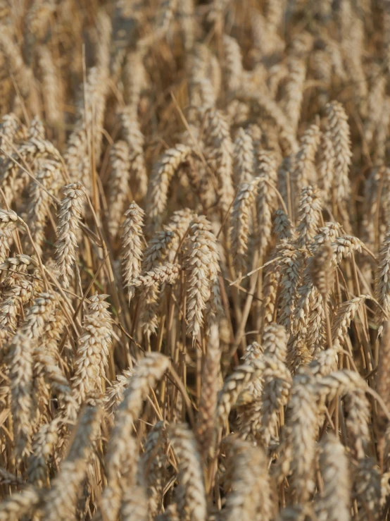 wheat stalks growing in the field at sunset