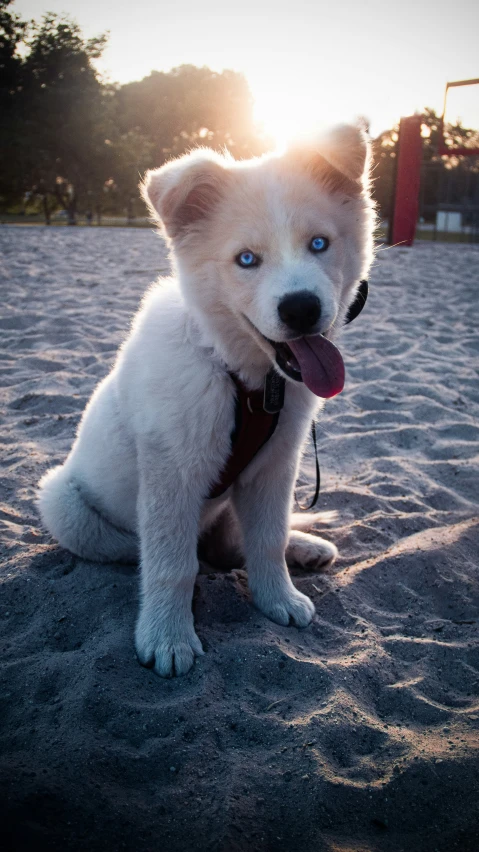 a dog with a collar sitting on top of a beach