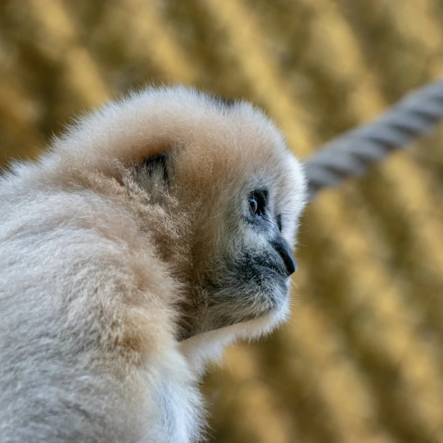 a close up po of a white monkey